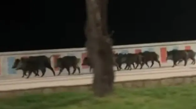 Catanzaro-Lido, avvistati cinghiali sul lungomare