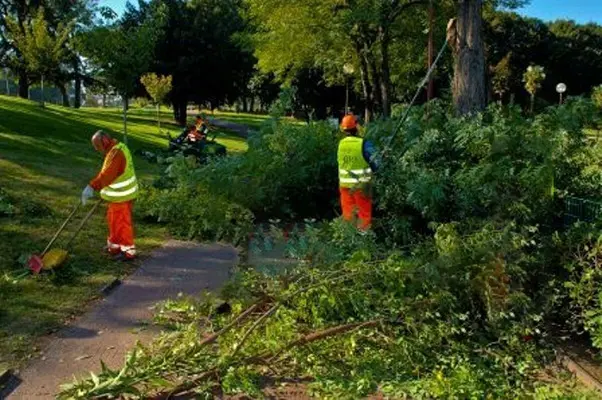 Progetto Evergreen: Reddito di Cittadinanza per la cura del verde pubblico, i dettagli