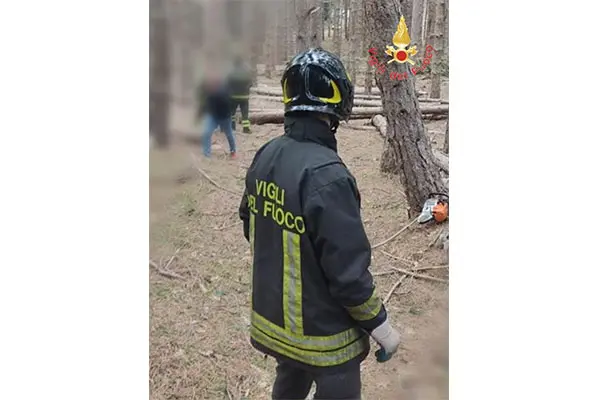 Intervento dei Vvf: boscaiolo perde la vita schiacciato sotto un albero a Luzzi