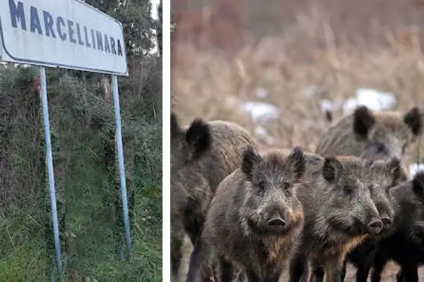 Deroga al silenzio venatorio: ordinanza del Sindaco di Marcellinara per l’abbattimento dei cinghiali sul territorio comunale