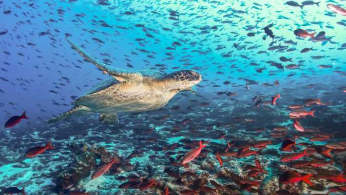 Scoperta una nuova barriera corallina incontaminata nelle isole Galapagos.
