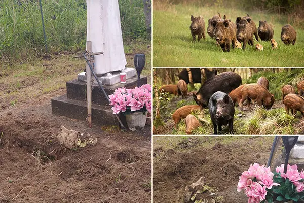 Monterosso Calabro in allarme: Sindaci in azione contro l'invasione dei cinghiali per preservare la comunità e l'economia agricola