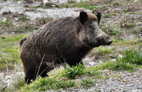 Calabria, peste suina, individuato cinghiale infetto