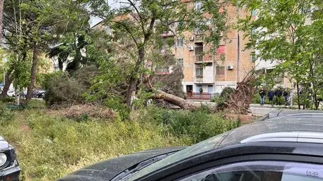 Morto travolto da un albero, vicino 'zona a rischio da anni'