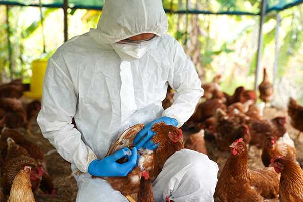Brasile in allerta: emergenza sanitaria per l'influenza aviaria minaccia l'industria avicola e le esportazioni di carne di pollo