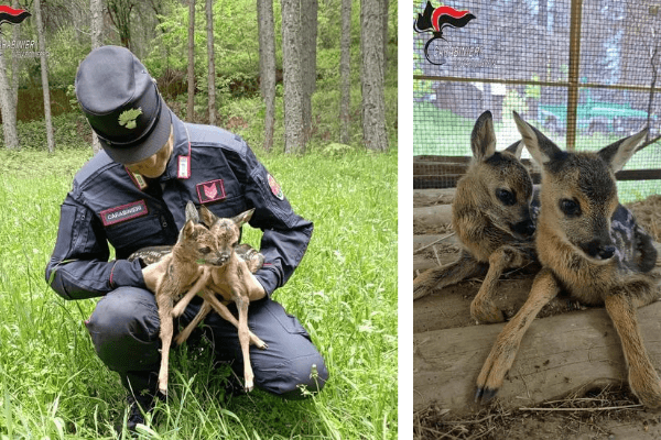 "Cuccioli di Capriolo fanno il loro ingresso nel centro visita Cupone.