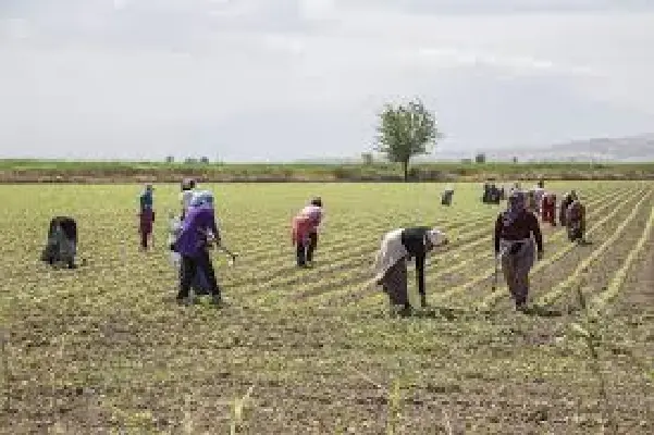 Vietato il lavoro nei campi: Occhiuto emette ordinanza contro l'ondata di caldo in Calabria