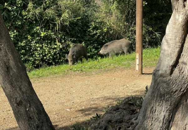 Chiusura temporanea del Parco della Biodiversità a Catanzaro per operazioni di rimozione dei cinghiali