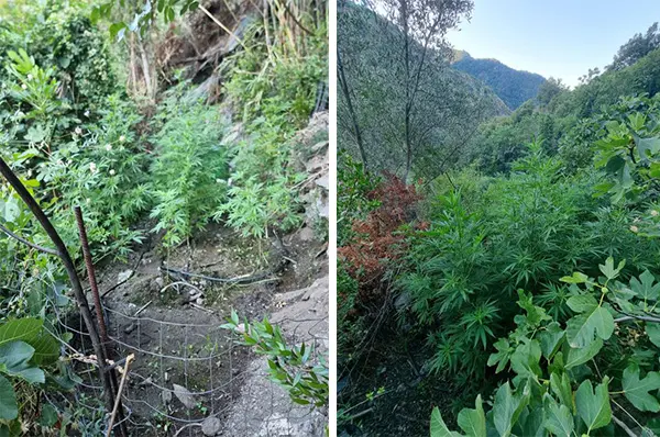 Catanzaro: La Polizia di Stato rinviene una coltivazione illegale di marijuana nel Comune di Tiriolo.