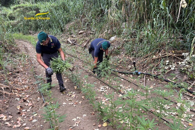 Droga. Scoperta enorme piantagione di marijuana scoperta nel vibonese