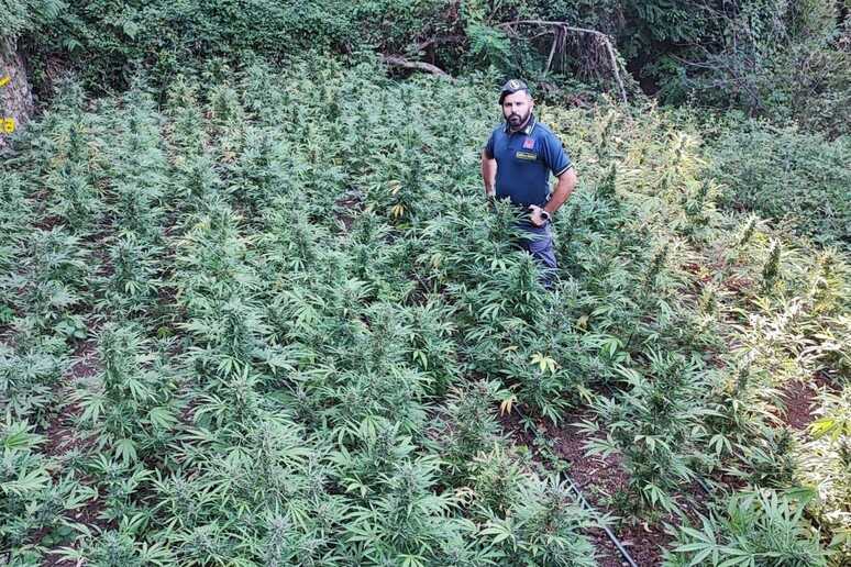 Raid della Guardia di Finanza nel catanzarese: 400 piante di canapa indiana scoperte e un arresto. I dettagli