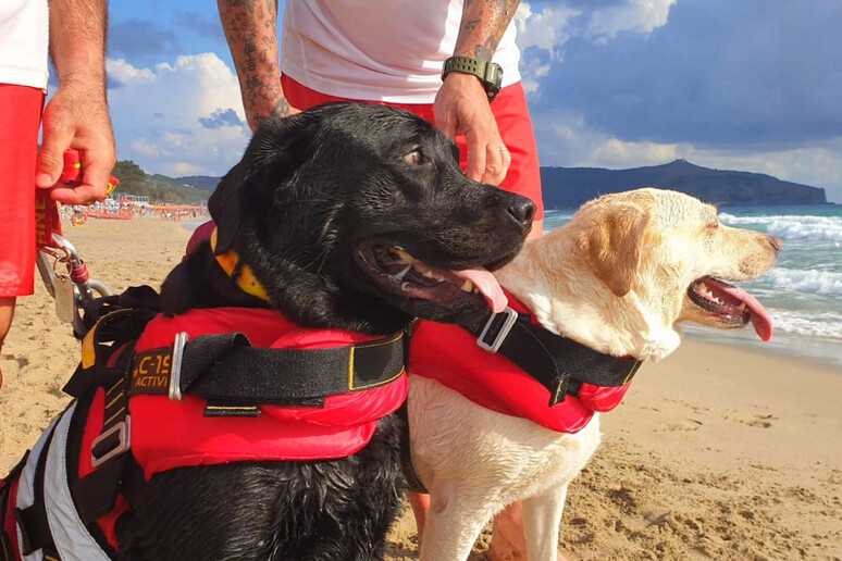 Ancora gli eroici cani bagnino salvano due bambini in difficoltà a Soverato. I dettagli
