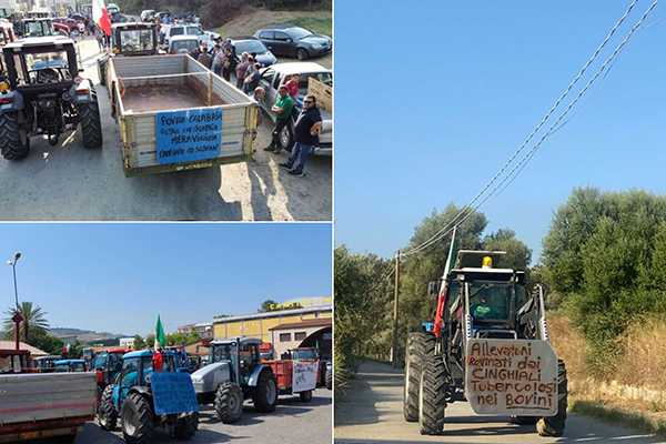 Cinghiali invadenti: agricoltori in protesta lungo la SS106 contro indennizzi 'insufficienti' della Regione Calabria