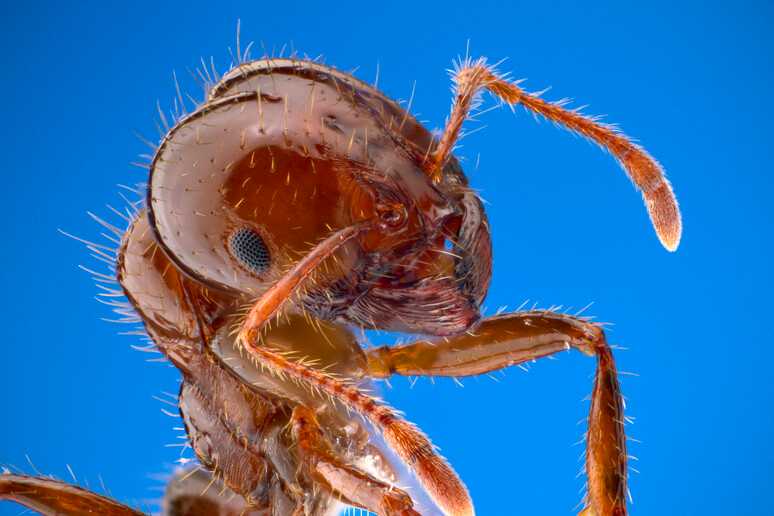 Allarme invasione: la formica di Fuoco sbarca in Italia con 88 nidi in Sicilia