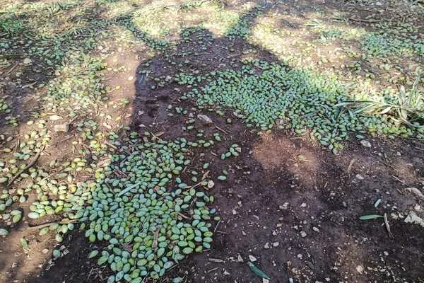 Grandine e vento sugli ulivi pugliesi, Loiodice (Unapol): un disastro che mette a durissima prova sopravvivenza aziende agricole