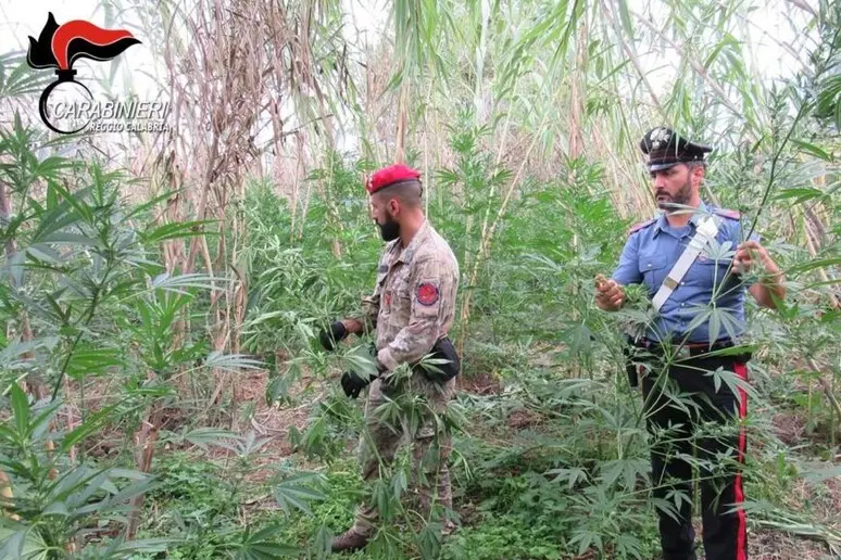 Scoperte e distrutte tre piantagioni di droga nel reggino"