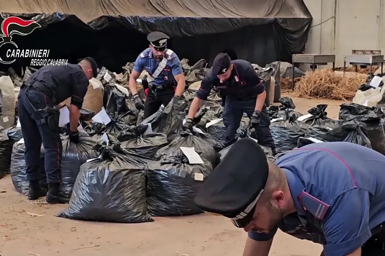Calabria. Sequestro record di 3 tonnellate di Cannabis. Tutti i dettagli