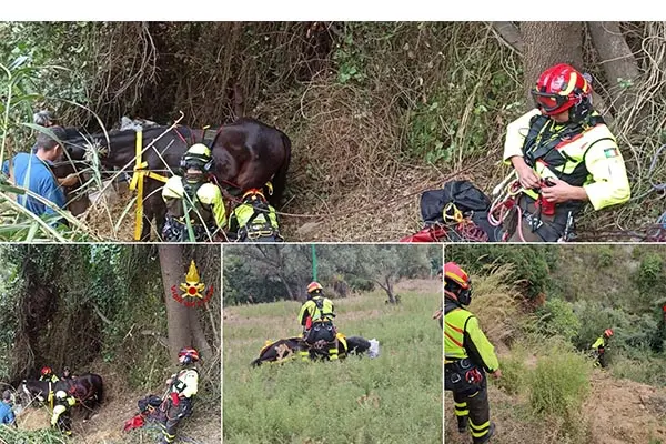 Salvataggio dei Vvf: Cavallo risollevato da un dirupo a Cudicini, Mesoraca (KR). I dettagli