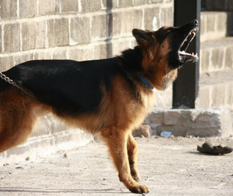 Il suo cane disturba perché abbaia di continuo, condannato