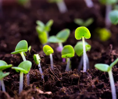 Germogliati dopo 144 anni i semi di un esperimento plurisecolare