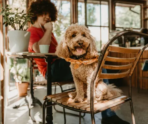 Milano la città più pet friendly, segue Roma al secondo posto