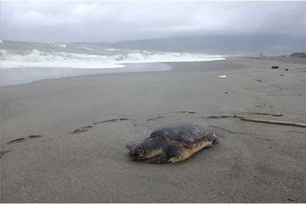 Tragedia Ambientale a Lamezia: ritrovata un’altra Tartaruga Caretta Caretta