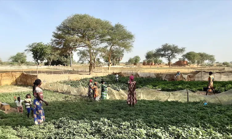 Sostenibilità: ONG italiane lanciano una sfida per il cambiamento agroecologico