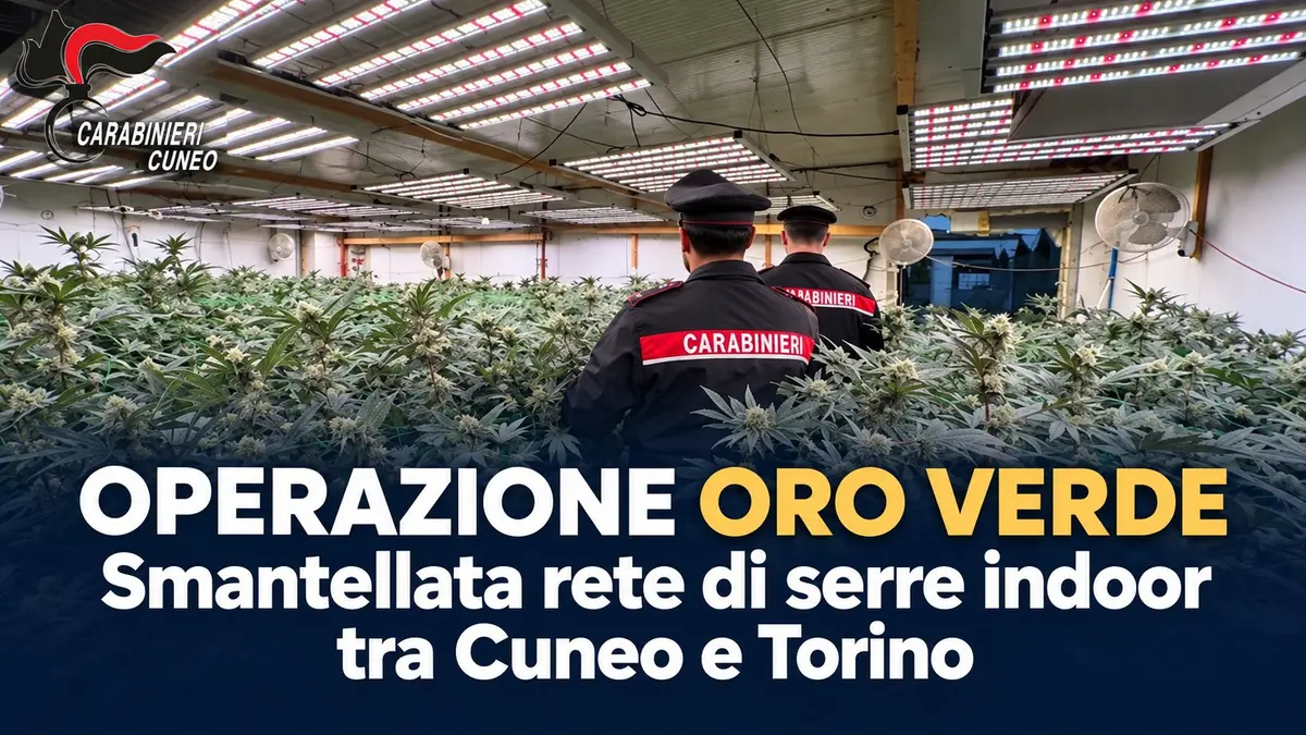 Operazione Oro Verde: smantellata rete di serre indoor tra Cuneo e Torino