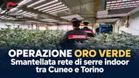 Operazione Oro Verde: smantellata rete di serre indoor tra Cuneo e Torino