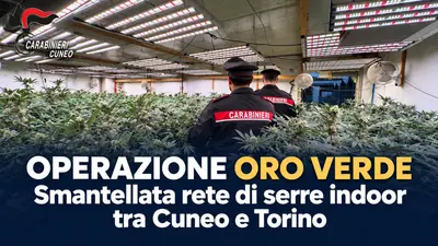Operazione Oro Verde: smantellata rete di serre indoor tra Cuneo e Torino