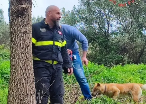 Catanzaro: Vvf liberano un cane assediato da cinghiali