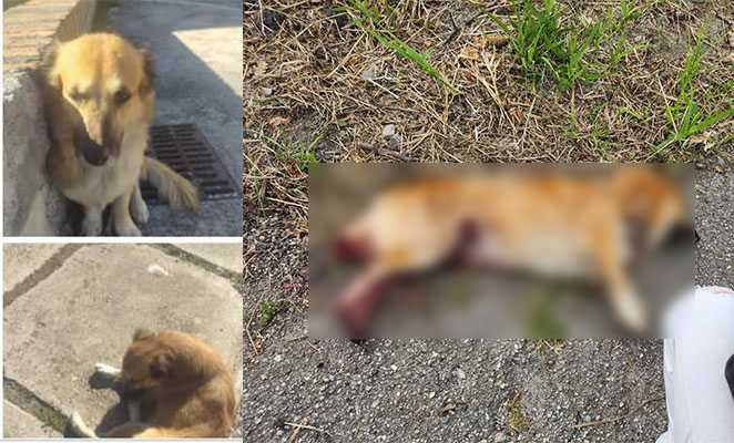 Orrore a Catanzaro: Cane torturato nel quartiere Signorello
