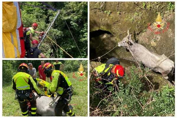 Operazione di salvataggio: Vvf e SAF con supporto elicottero salvano bovino caduto in dirupo a Gimigliano