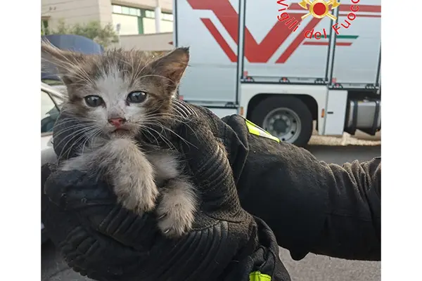 Vvf salvano piccolo "micio" a Rende: subito dopo adottato