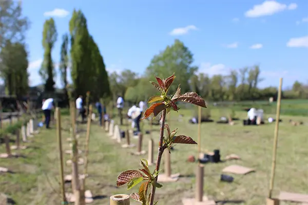 KilometroVerdeParma: verso i 100 mila alberi piantati