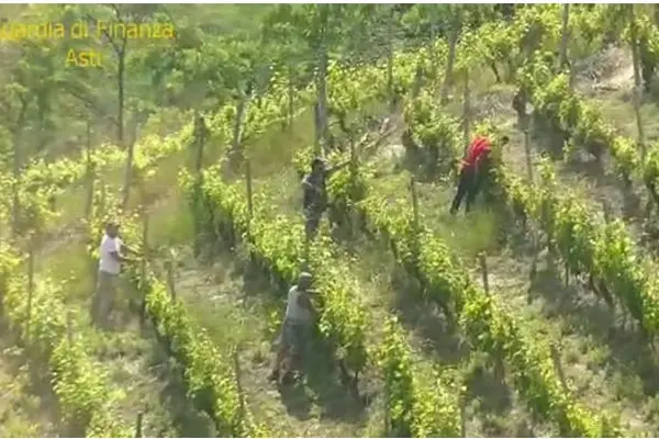 Caporalato tra le vigne delle Langhe: tre arresti