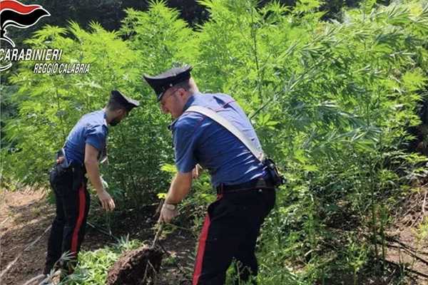 Scoperta dai carabinieri coltivazione di Marijuana: un arresto a Giffone