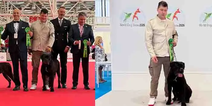 Trionfo Tricolore : Il Cane Corso 'Gressa' della Casata Pungillo di Catanzaro si laurea Campionessa del Mondo 2026