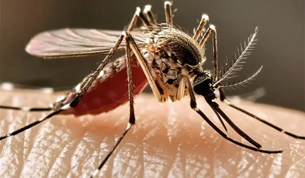 West Nile in Calabria: prima vittima accertata