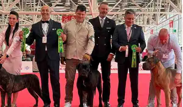 Trionfo Tricolore : Il Cane Corso 'Gressa' della Casata Pungillo di Catanzaro si laurea Campionessa del Mondo 2026