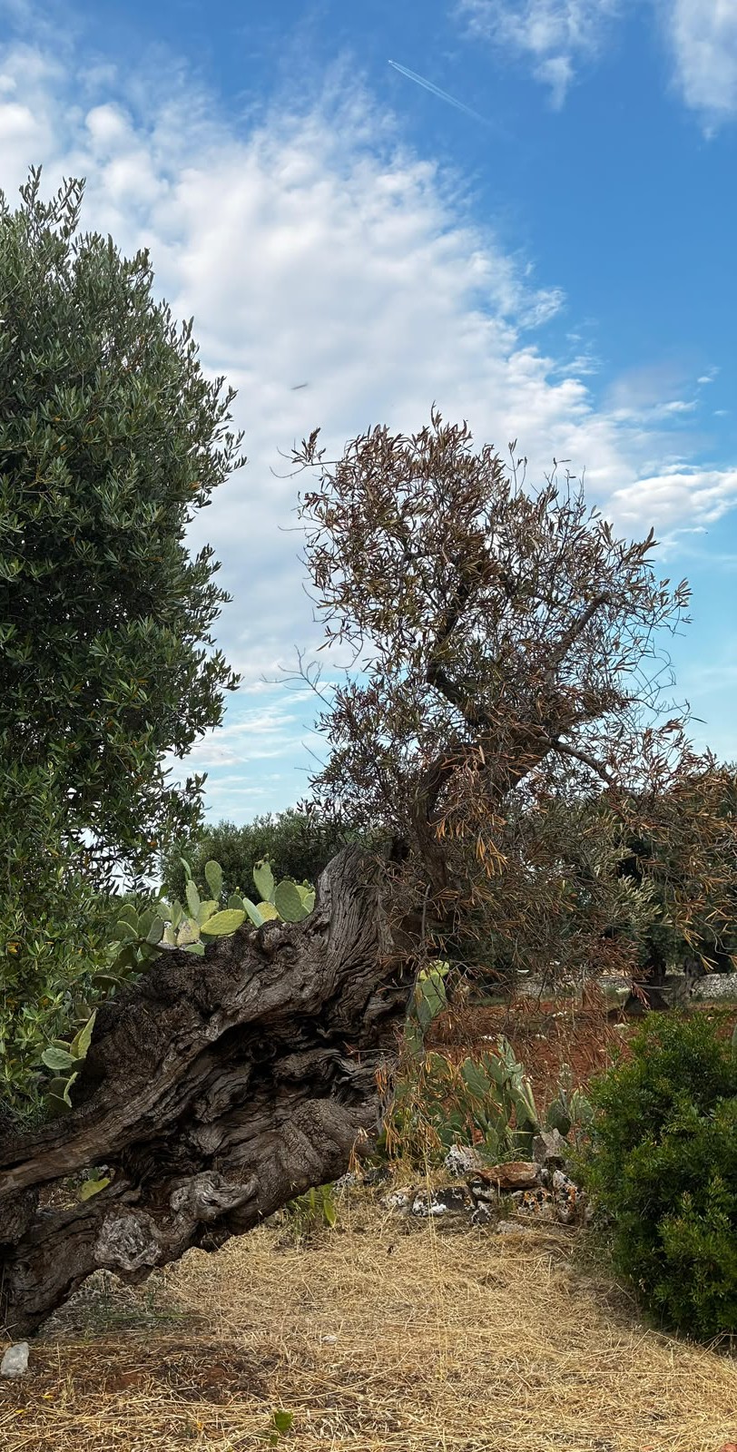  DALLA FERITA ALLA MEMORIA: LIVE PAINTING PER RACCONTARE LA XYLELLA