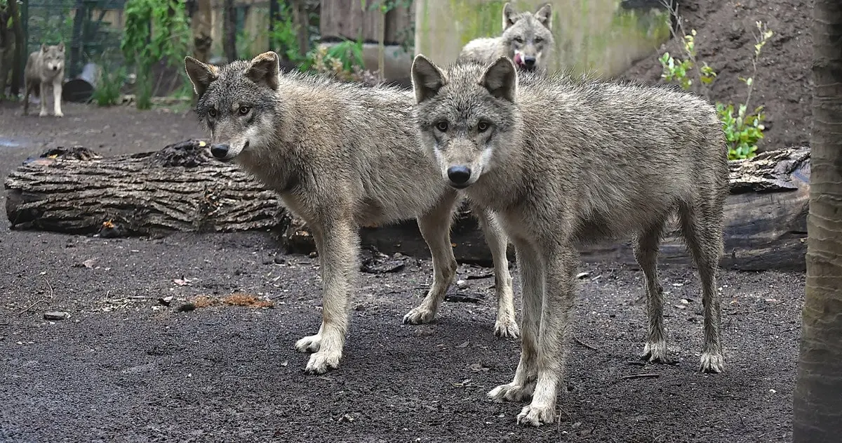 Roma. Il Bioparco accoglie quattro giovani lupi. Video
