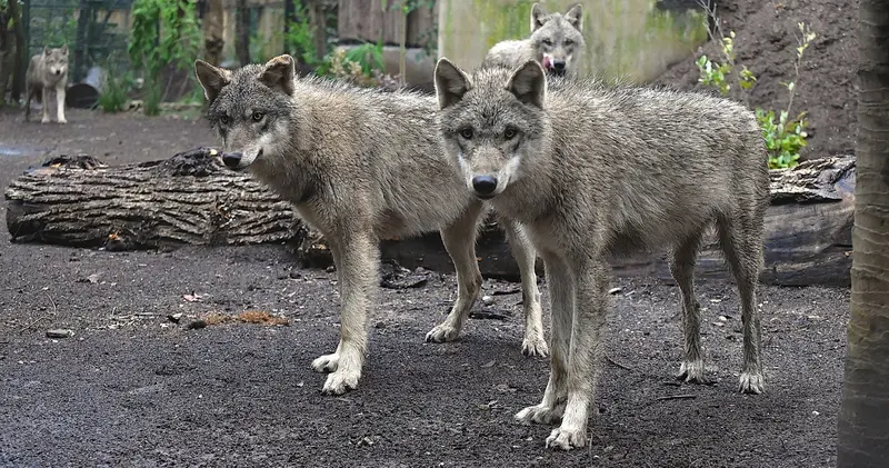 Roma. Il Bioparco accoglie quattro giovani lupi. Video