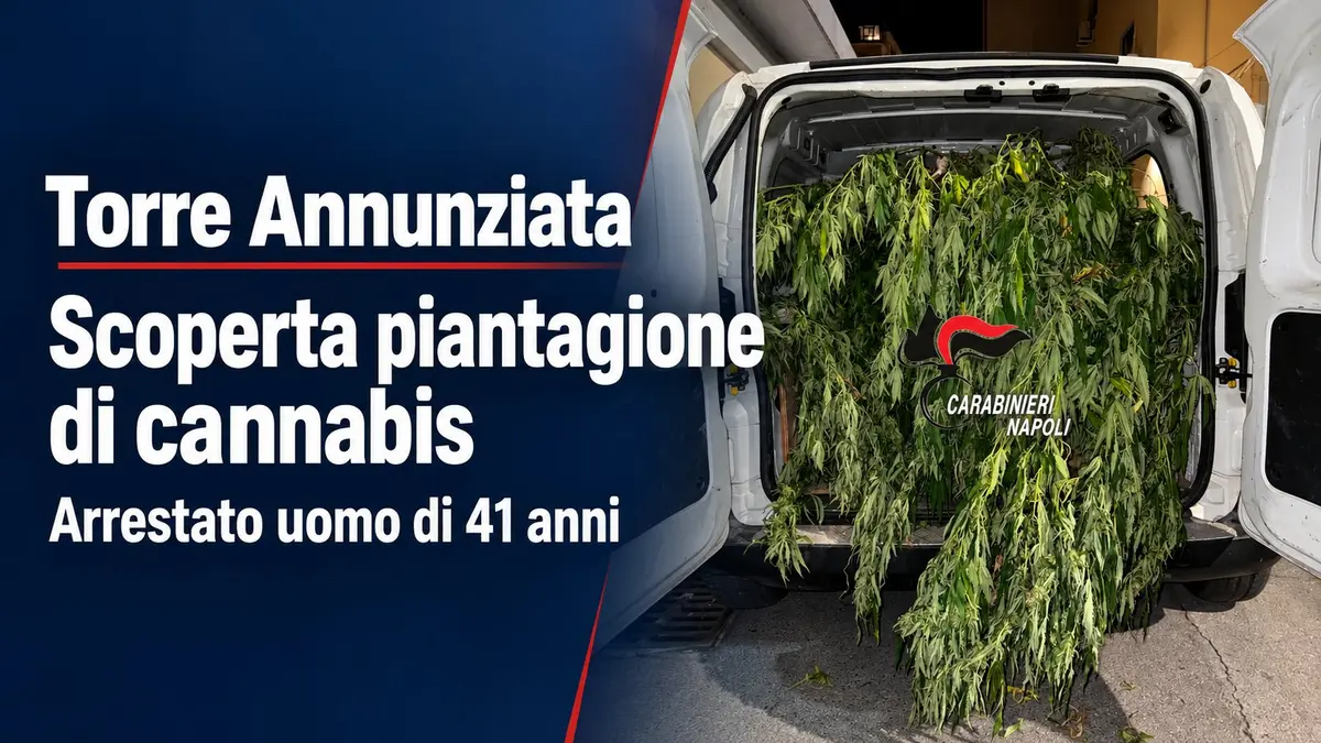 Torre Annunziata, scoperta piantagione di cannabis: arrestato uomo di 41 anni