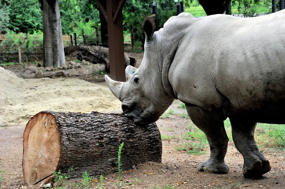Domenica 27 settembre Giornata Mondiale del Rinoceronte al Bioparco