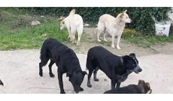 Catanzaro, quattro cani randagi uccisi: ipotesi avvelenamento