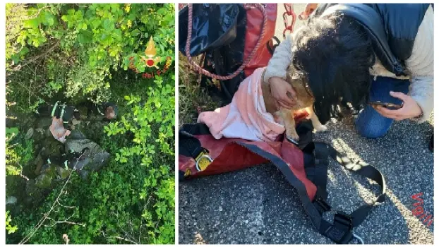 Cane cade in una scarpata a Squillace: salvato dai Vvf di Catanzaro