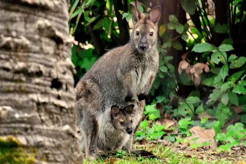  Nato un Canguro di Bennett al bioparco di Roma