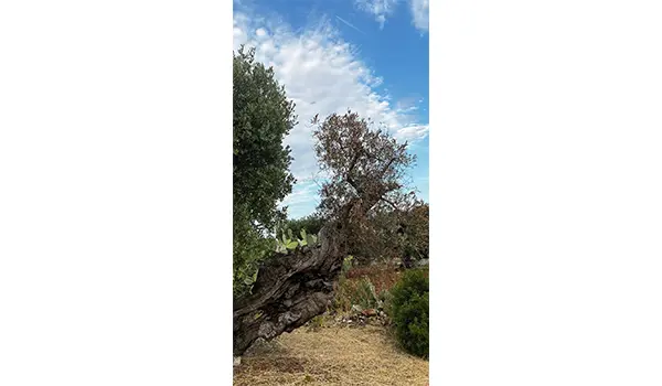 Dalla Ferita alla Memoria: live painting per raccontare la Xylella