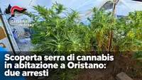 Scoperta serra di cannabis in abitazione a Oristano: due arresti